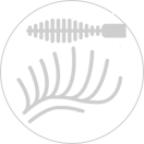 Extensions Βλεφαρίδων
